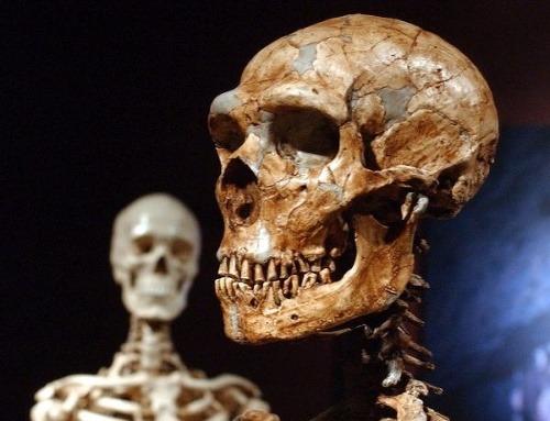 Kostra neandertálca (vpravo) a kostra moderného človeka