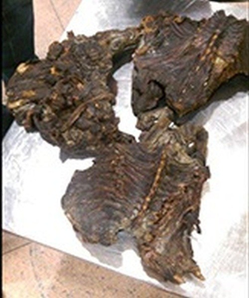 Policajti v Belgicku zhabali opičie mäso.