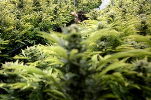 Pestovanie marihuany neďaleko Bieleho domu