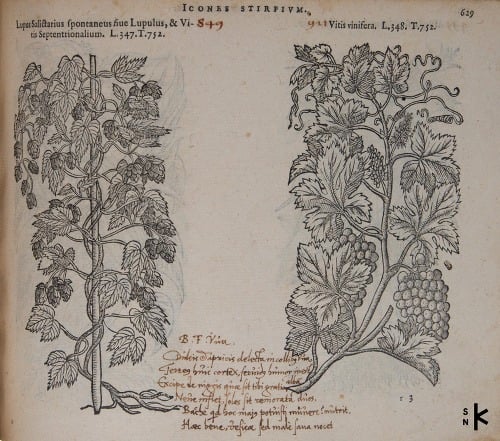 Vínna réva z tlače Plantarum seum stirpium icones, Antverpiae 1581