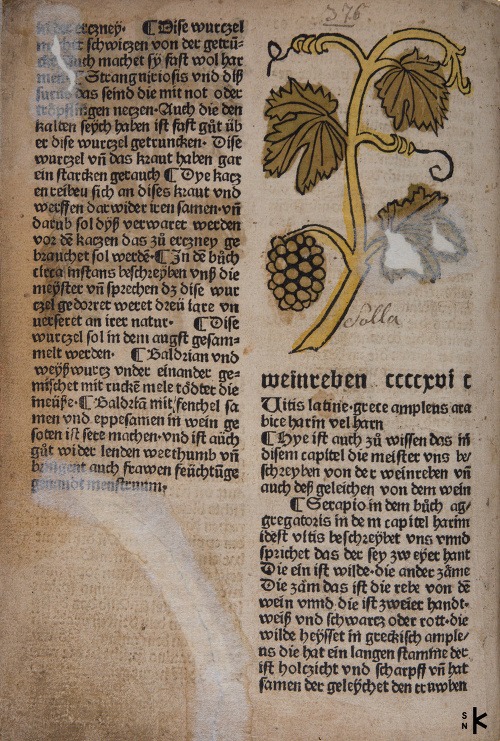 Vínna réva sa spomína už v prvotlačiach (t.j. Knihách, ktoré vyšli ešte pred vynálezom kníhtlače). Vo fondoch SNK sa nachádza inkunábula Hortus sanitatis Germanice, ktorá vyšla v Augsburgu v roku 1488.