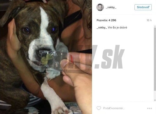 Ramón Beňo alias Rakby dal na Instagram video, na ktorom niekoho ruka núka psa priesvitným balíčkom, v ktorom je zelená sušená rastlina. 