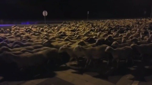 Pastier zaspal a ovce