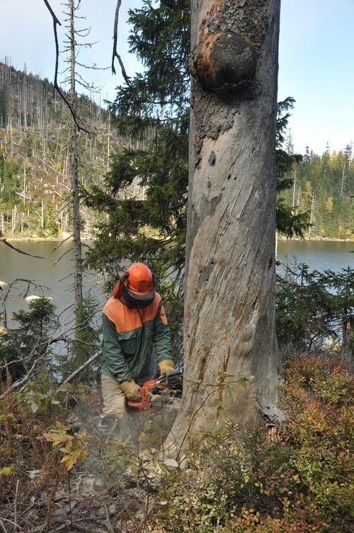 Česi objavili najstarší lesný