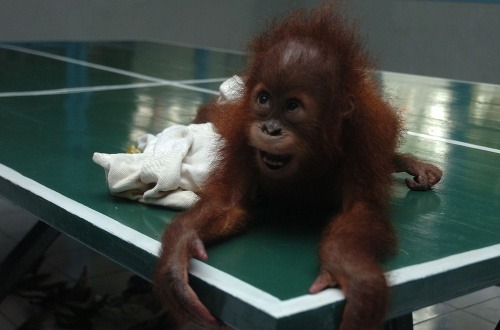 Skvelá práca: Mláďatko orangutana