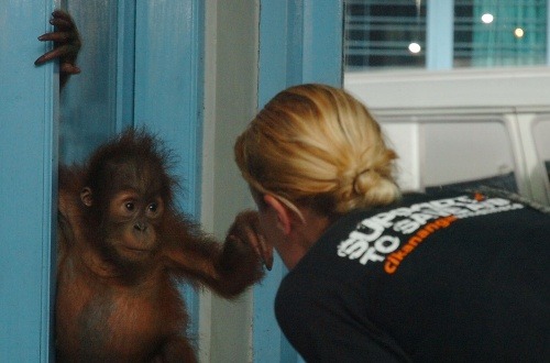 Skvelá práca: Mláďatko orangutana