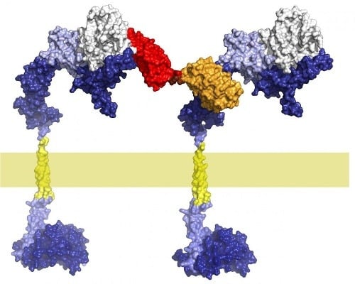 Molekulárna substancia vytvorená na báze proteínov DARPins (označená červenou a oranžovou farbou), ktorá dokáže zmeniť štruktúru receptoru HER2 (modrá farba) a zastaviť signály na rakovinové bujnenie. 