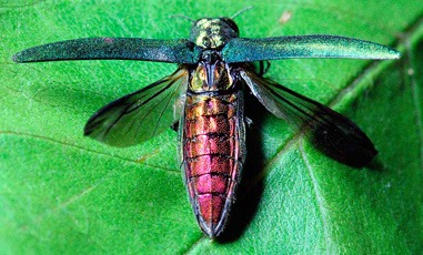 Najničivejší hmyz modernej doby