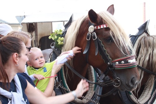 Kone sa tešili mimoriadnej pozornosti