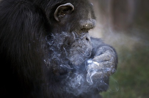 Fajčiaci šimpanz