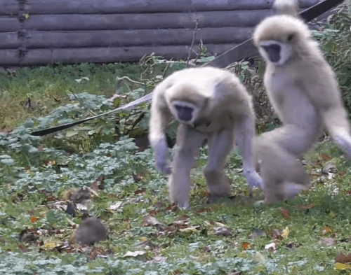 VIDEO paniky v opičom