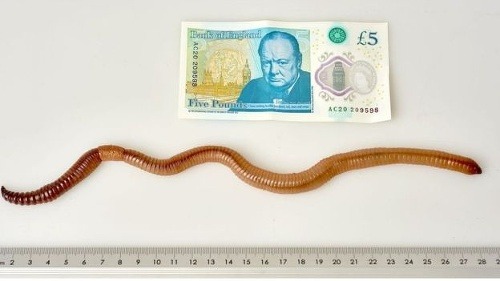 FOTO Tento červ prekvapil