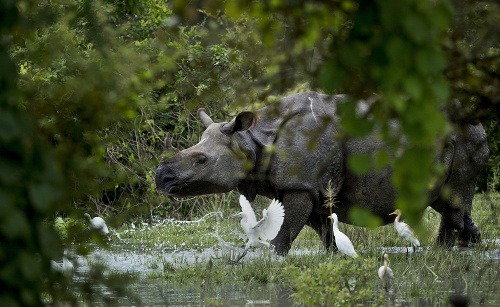Vzácny jednorohý nosorožec