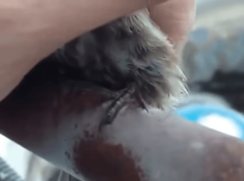 VIDEO záchrany premrznutého vtáčika