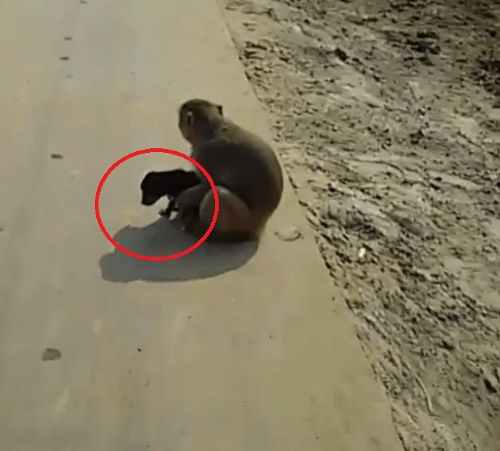 VIDEO Opička adoptovala šteniatko,