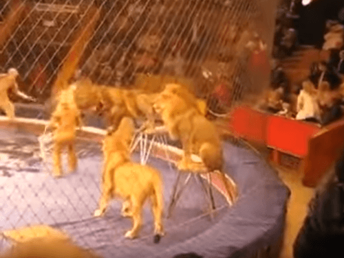 Brutálne VIDEO z cirkusového