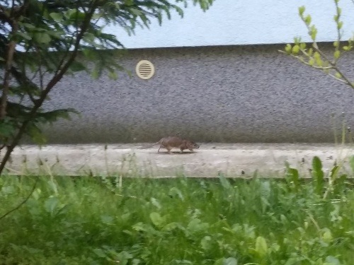 Potkany terorizujú Bratislavu: FOTO