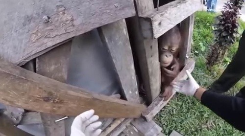 Orangutan strávil dva roky