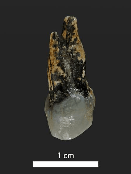 Zub, ktorého vek odborníci datujú na 7,24 milióna rokov.