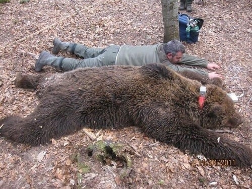 Uspatý medveď s monitorovacím GPS obojkom na krku.