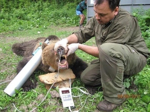 Veterinár o smrti medvedice