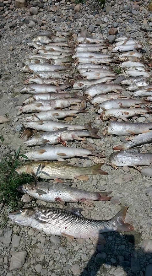 Záhadné úmrtie rýb pri