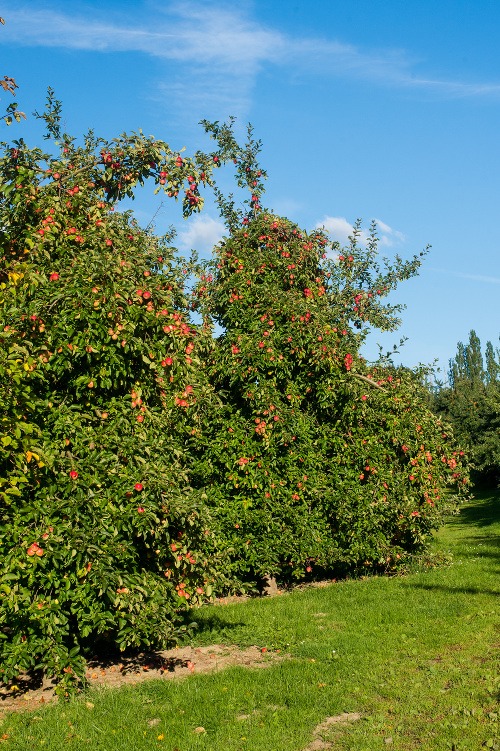 Takto vzniká nápoj, v