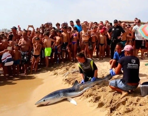 Žraloka modrého chytili a utratili pred zrakmi dovolenkárov, tí však namietajú, že došlo k omylu.