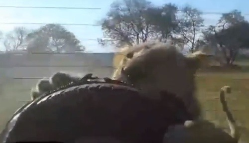 Dramatické VIDEO zo safari:
