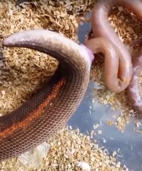 Drsne pravdivé VIDEO ukazuje,