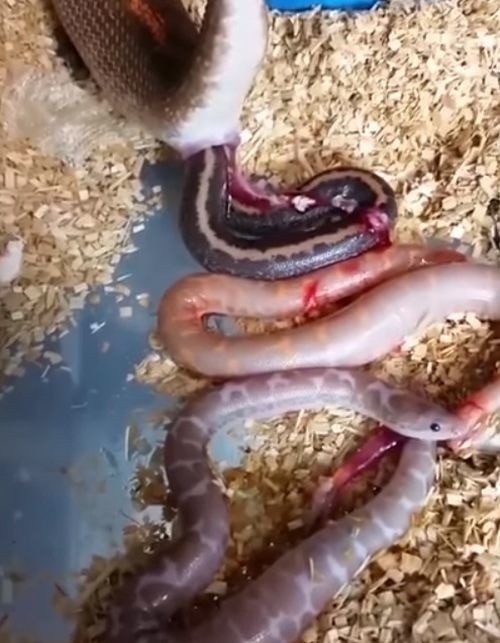 Drsne pravdivé VIDEO ukazuje,