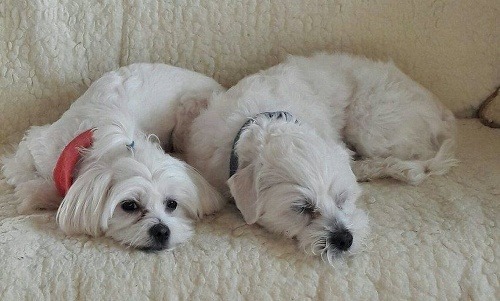 Happy a Maur, psí rodičia Kiary