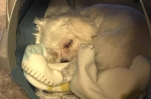 Kiara v jej peliešku