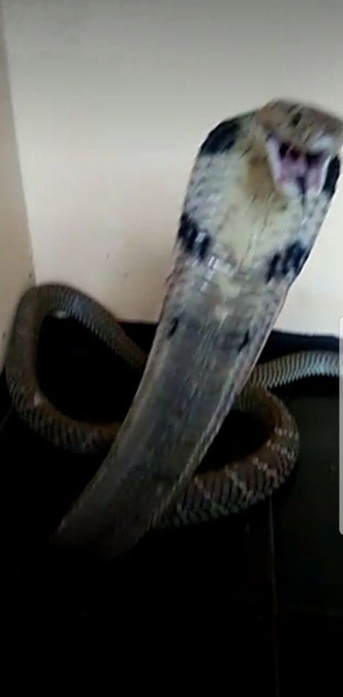 Kobra, ktorá zabila Arila