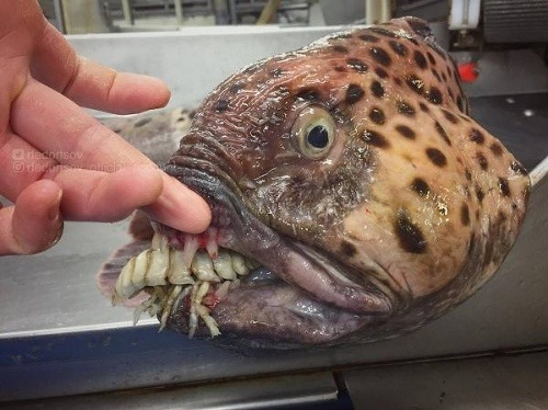 FOTO príšer, ktoré rybár