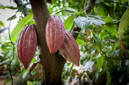 Kakaový bôb