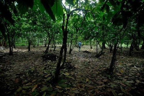Kakaové pole