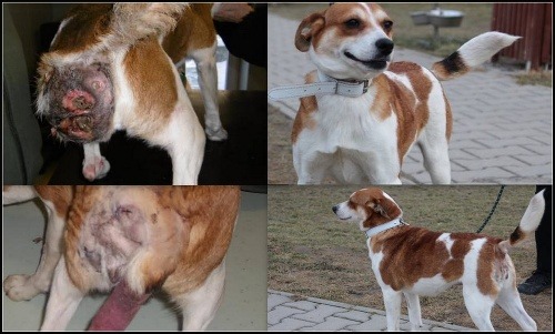 Fotografie zachytávajú ohavné zranenie psa pred a po operácii. Psík sa krásne zotavil a vďaka útulku ho čaká krajšia budúcnosť.