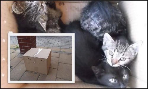 Vyhodené mačky v kartónovej škatuli pred dverami bratislavského útulku.