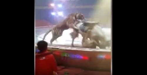 Kôň bol počas nácviku napadnutý levicou a tigrom