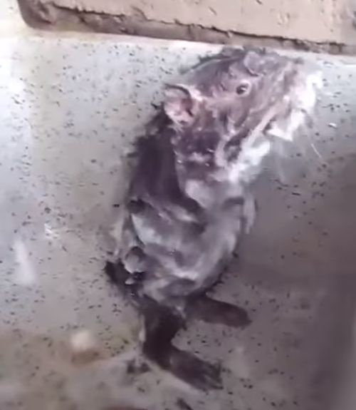 VIDEO potkana, ktorý sa