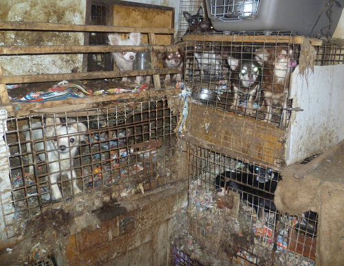 Psi boli v klietkach a v celom dome.