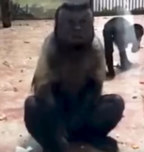 VIDEO Opica zo zoo