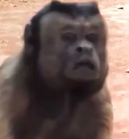 VIDEO Opica zo zoo
