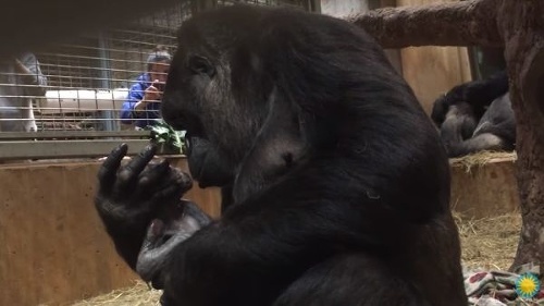 VIDEO Gorila porodila svoje