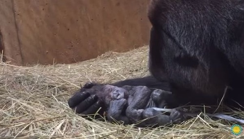 VIDEO Gorila porodila svoje
