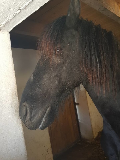 Poštípané koníky