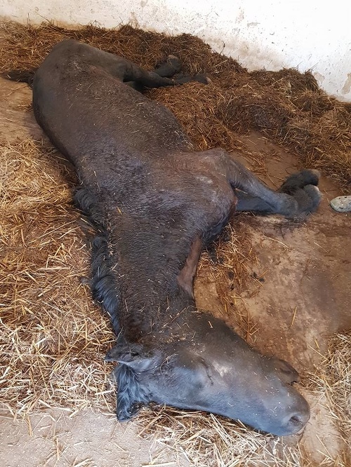 Poštípané koníky