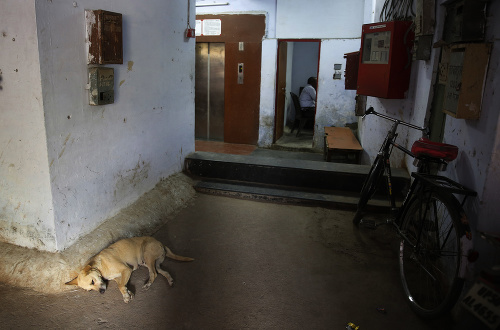 Psy v Indii