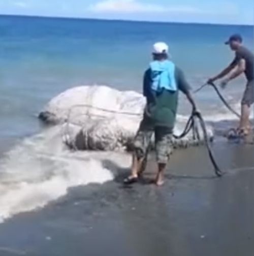 VIDEO Na pláž vyplavilo